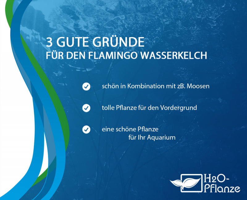 Flamingo Wasserkelch - Cryptocoryne spec. Flamingo in vitro
